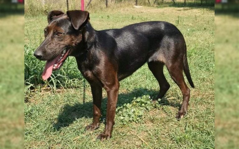 dh-allatvedok_Darling_szerda_SzamosfalviZsofia_20191204