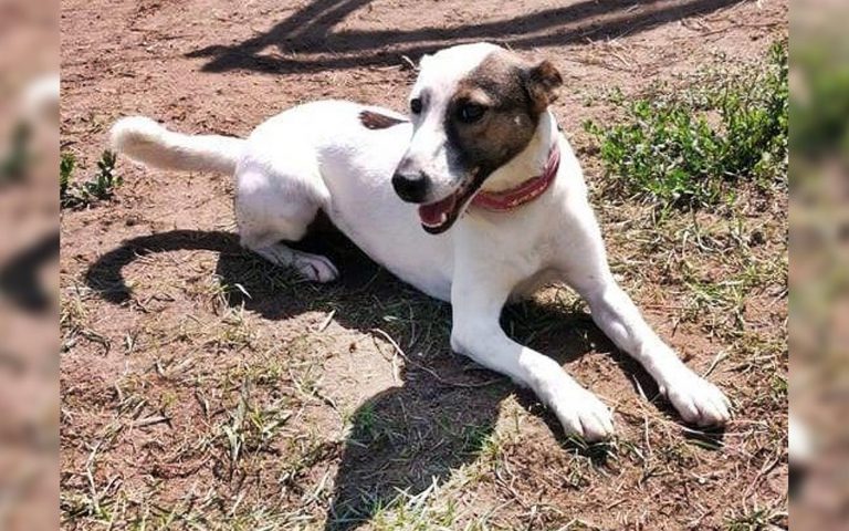 dh-allatvedok_Nyafka_szerda_SzamosfalviZsofia_20191218