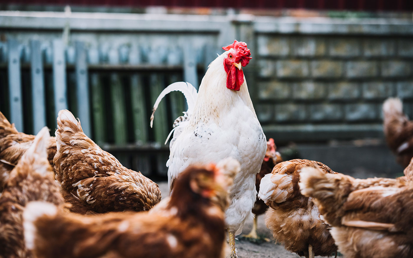 baromfi_bezar_freepik_20200117