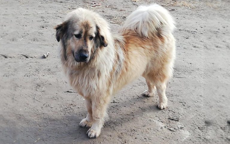 szerdai-kevenc_balba_dh-allatvedok_20200115