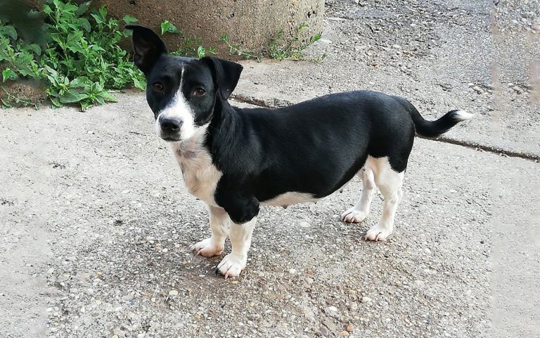 szerdai-kevenc_csillag_dh-allatvedok_20200122