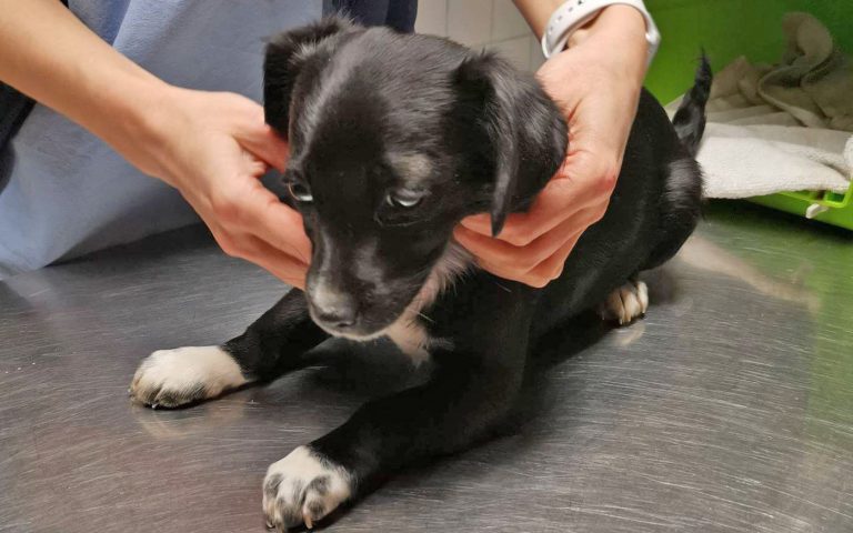 szerdai-kevenc_csini_dh-allatvedok_20200129