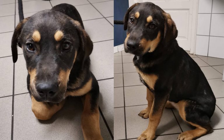 szerdai-kevenc_katya_dh-allatvedok_20200108