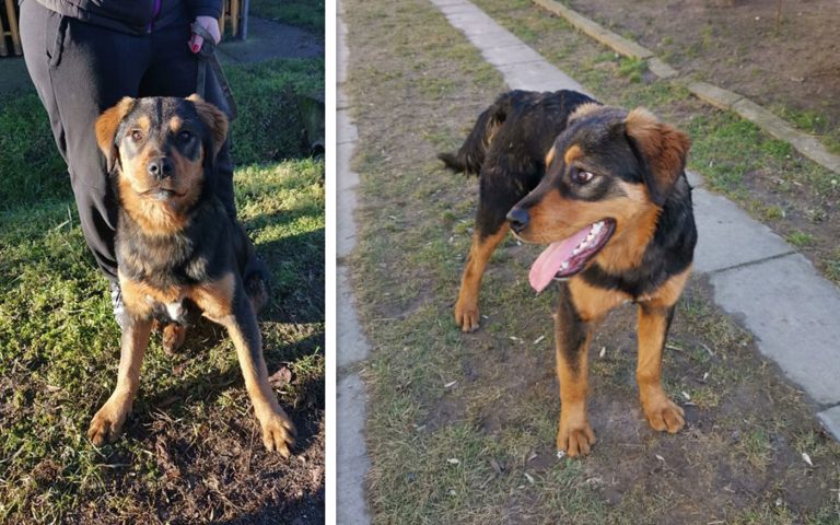 szerdai-kedvenc_katya_dh-allatvedok_20200205