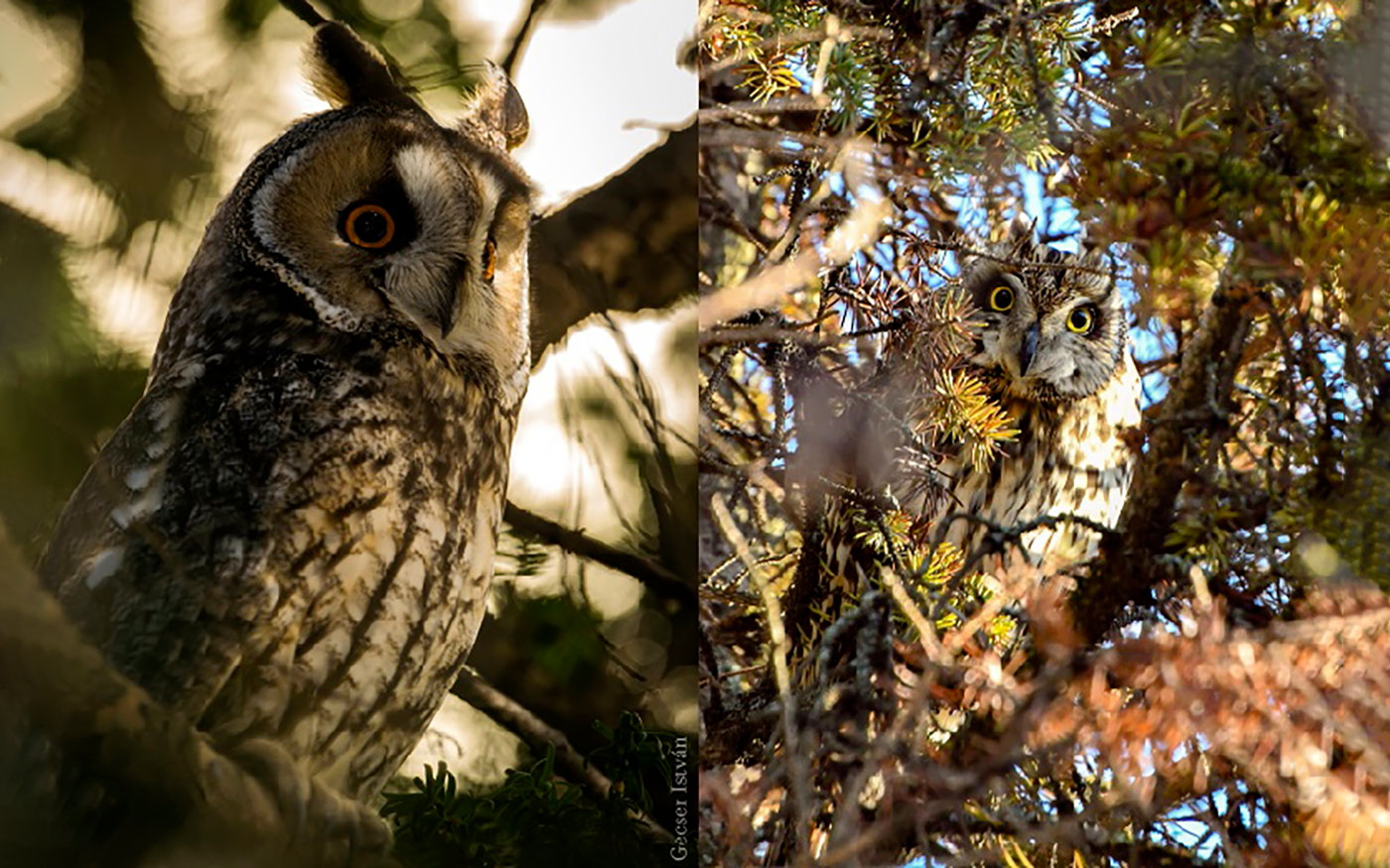 mme_erdei-fulesbagoly_mme_GecserIstvan_ZsigaBalazs_20210222