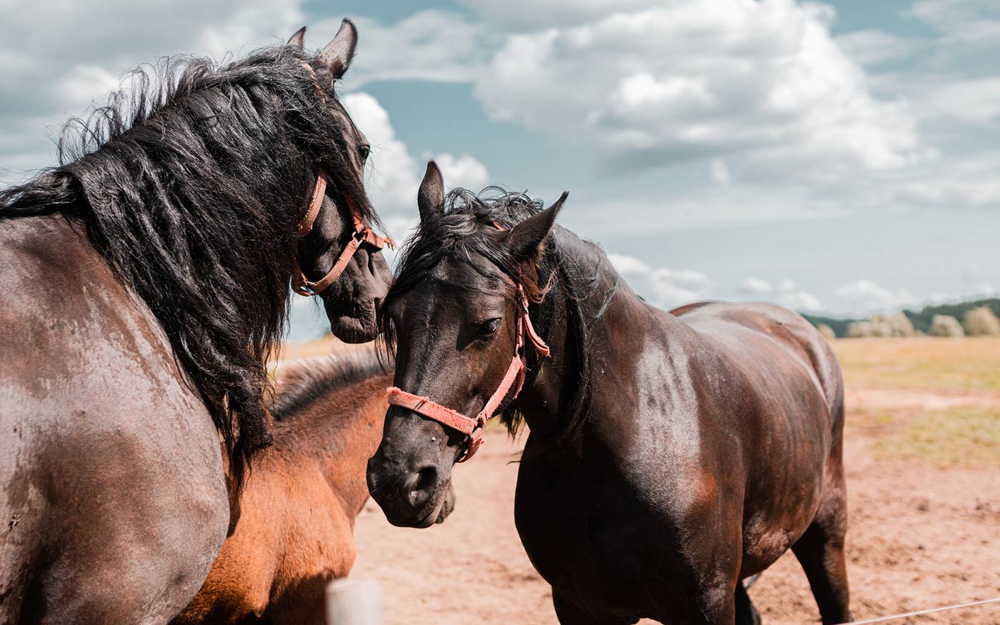 lovak_herpesz_freepik_wirestock_20210312