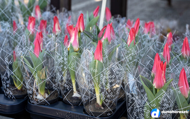 piac_piaci-arak_tulipan_nonap_dho_20210306