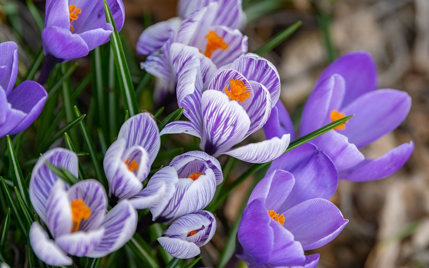 soroksar_botanikus-kert_krokusz_freepik_wirestock_20210307