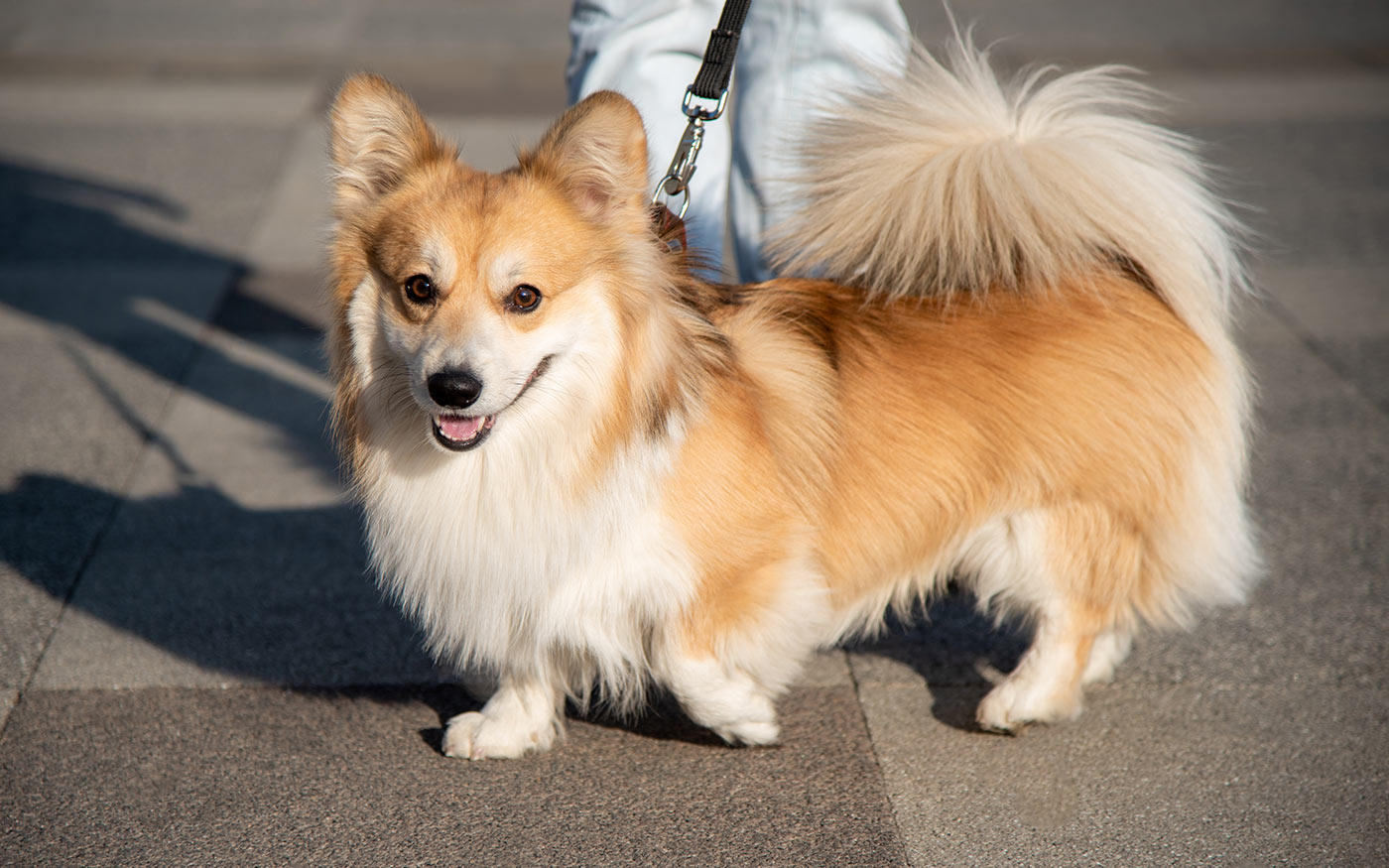 kutyaséta.freepik.alexandrgrant.210617