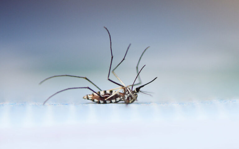 szunyoggyerites_freepik_poringdown_20210625