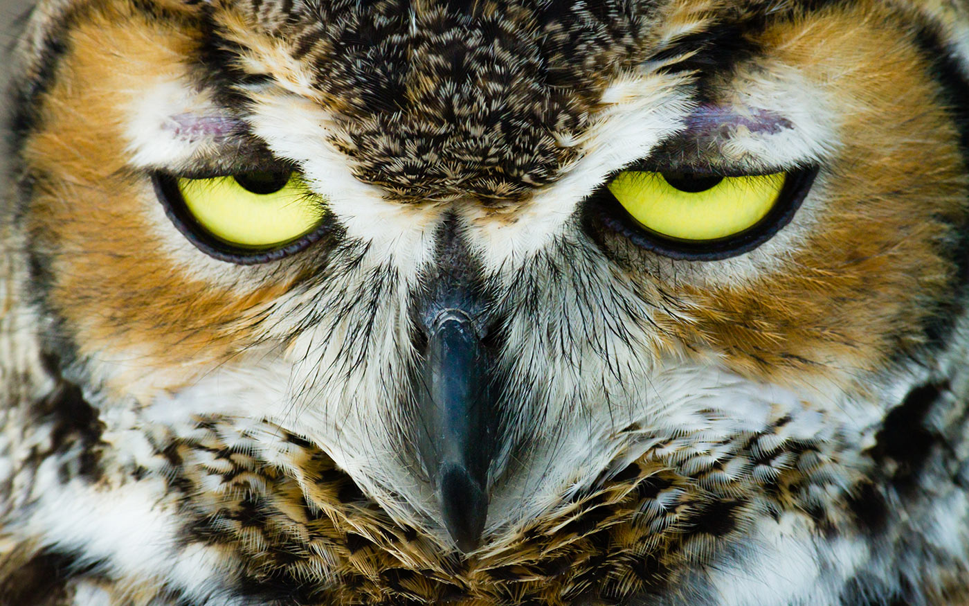 madaratlasz_freepik_wirestock_211016