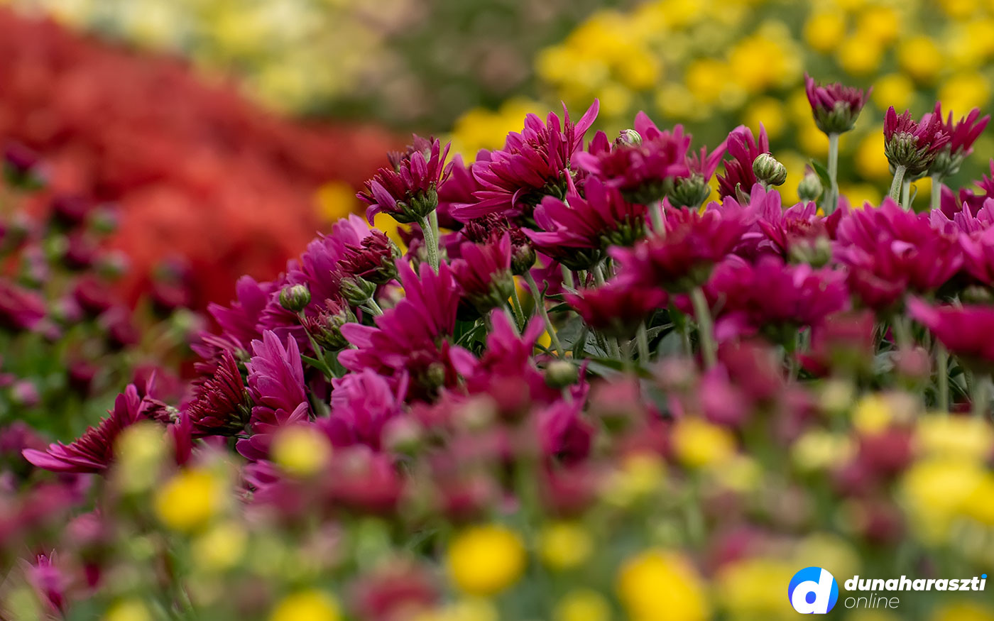 piaci-arak_krizantem_dho_20211030