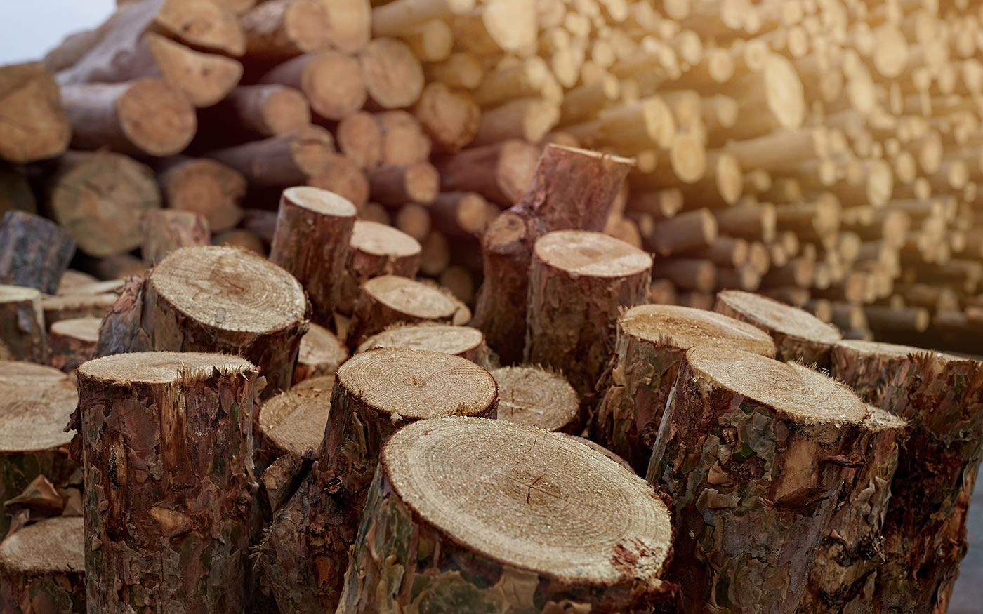 tuzifa_freepik_20211005