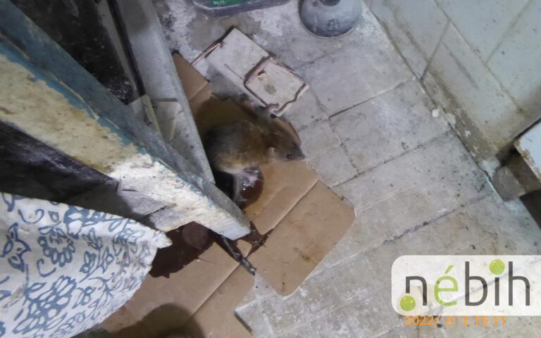 mezes00_nebih_20220217