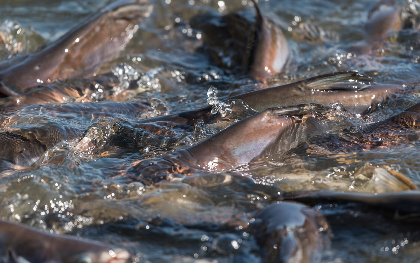 haltelepites_freepik_pongmoji_220407