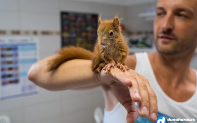 Segítség kell a mókusoknak a Tüskevárnál – VIDEÓ