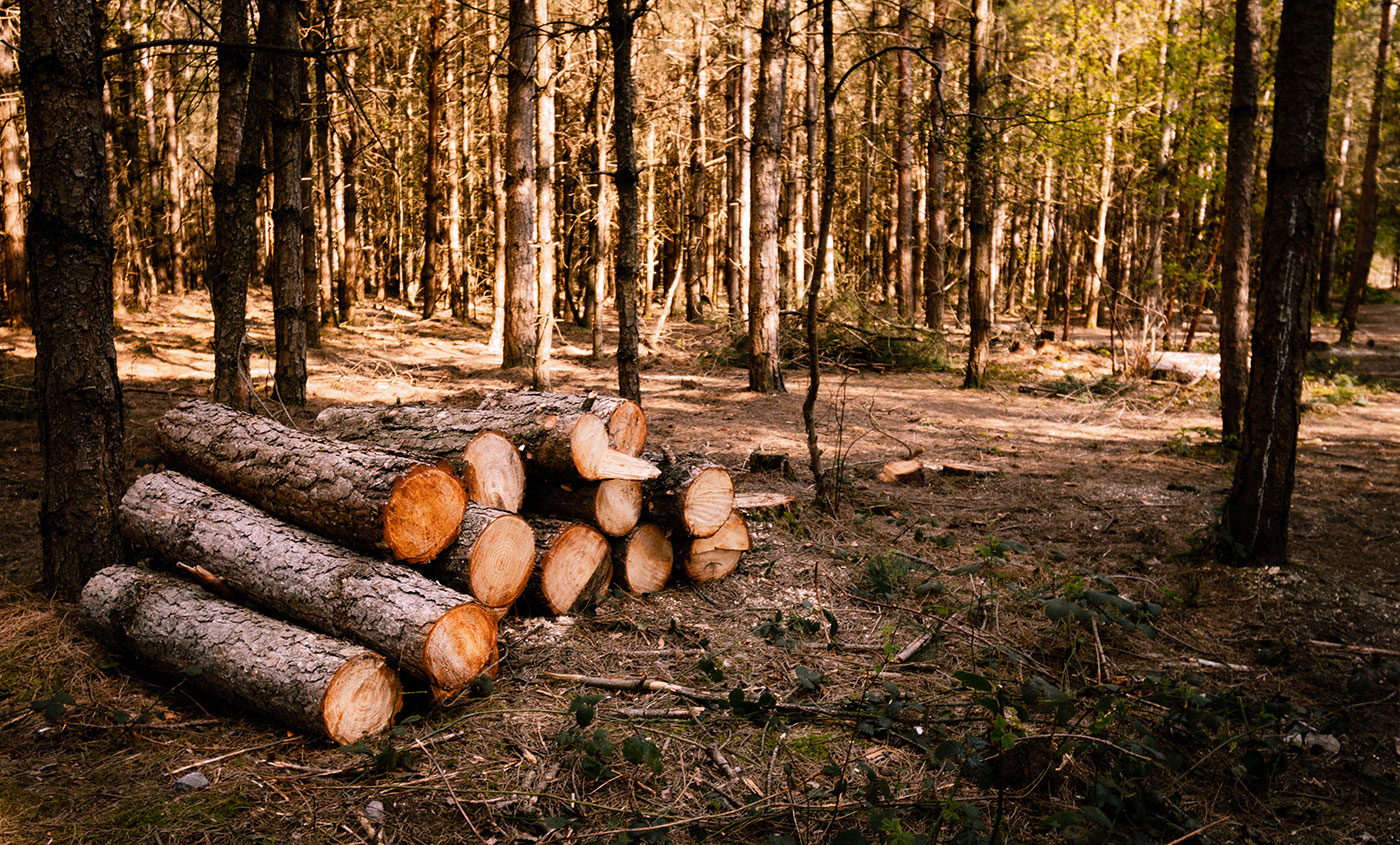 Jelentősen egyszerűsített a kormány a fakitermelés szabályain
