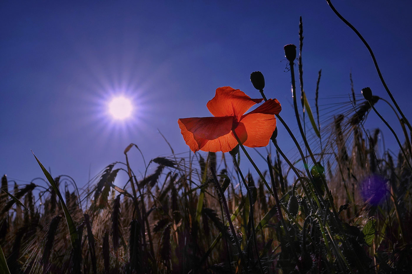 nyar_freepik_EyeEm_250621