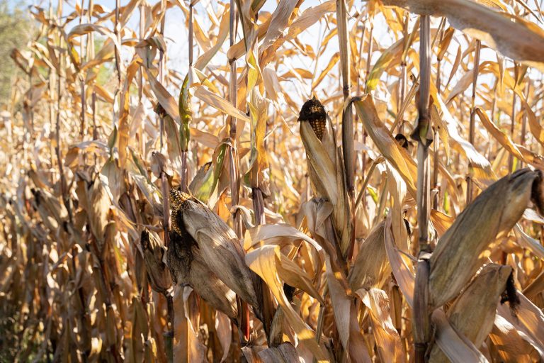 szarazkukorica_freepik_250815