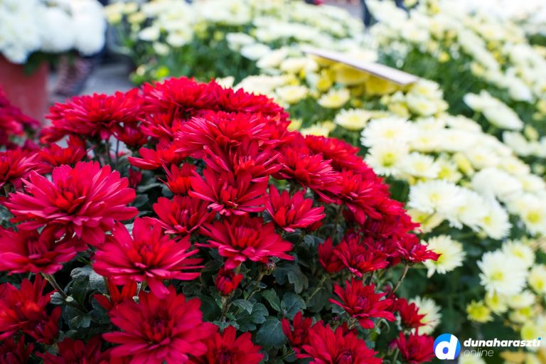 piac-piaci-arak_dho-1