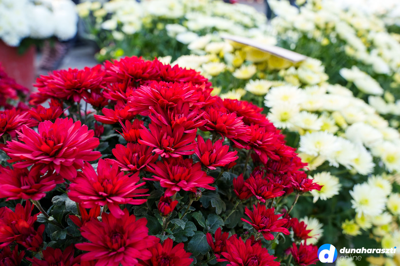 piac-piaci-arak_dho-1