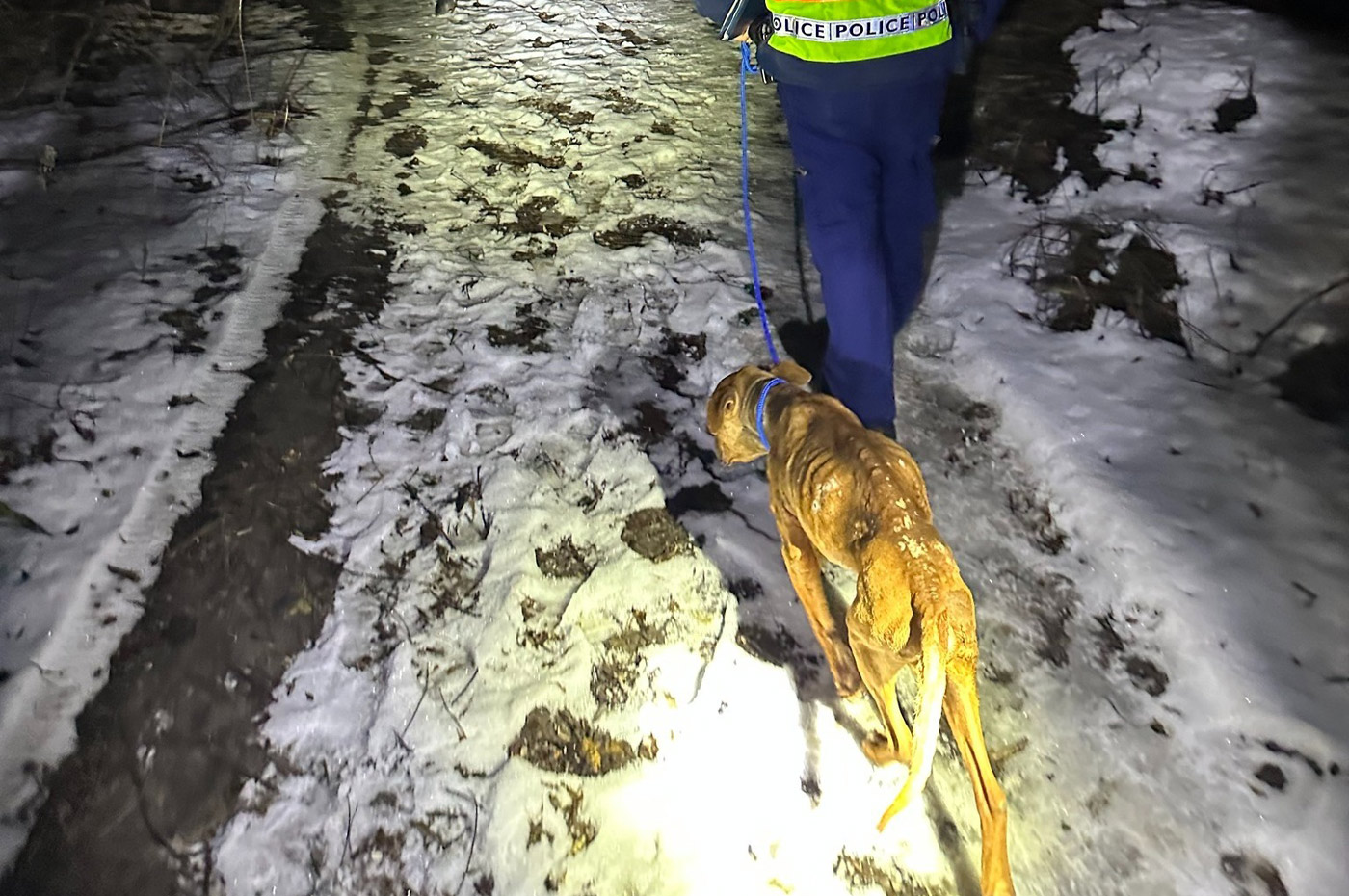 kobzas-kutyak_brfk-facebook_20260130