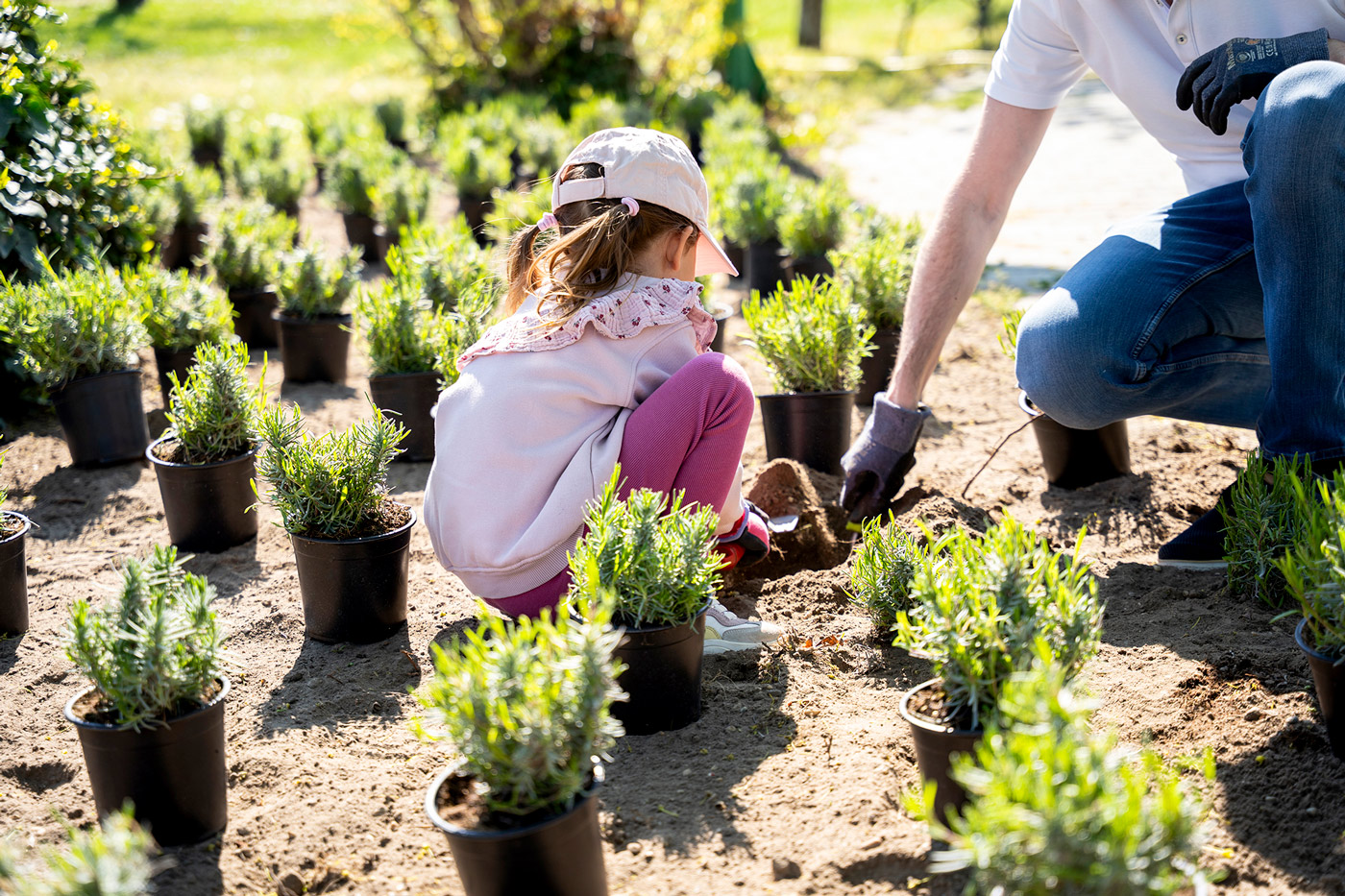 fold-napja-hd-levendula_gebeitasicsilla_20260419-4